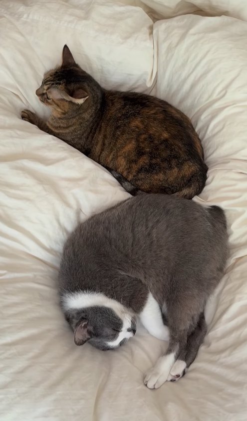 ベッドの上でくつろぐ2匹の猫