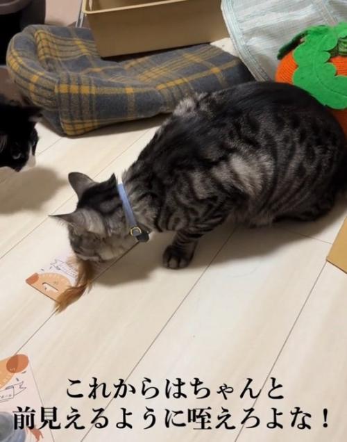 おもちゃを咥えようとするファミマルちゃん