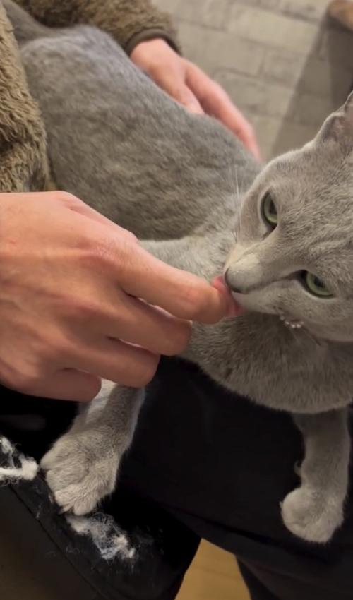 人の手を舐める猫の写真