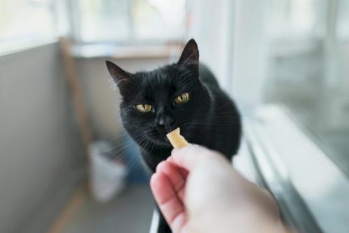 チーズを貰う猫