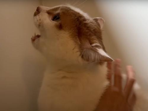 不安で鳴く猫