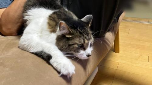 室内にいる猫