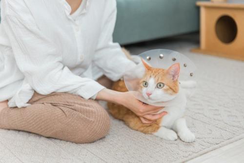 チュールをもらう猫