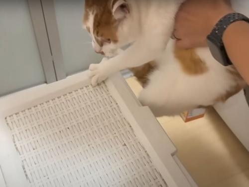 暴れだす猫