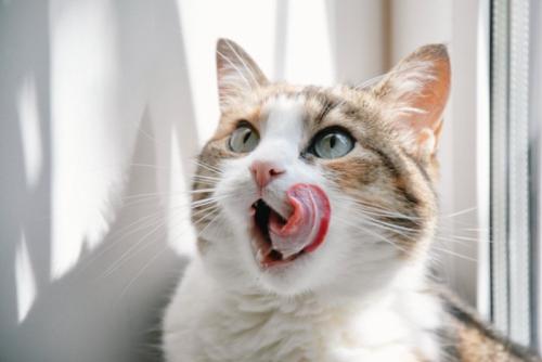 舌をだす猫