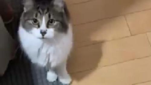 室内にいる猫