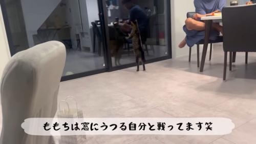 テロップ「ももちは窓にうつる~」