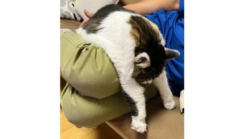 膝に乗っている猫
