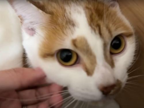 おびえた表情の猫