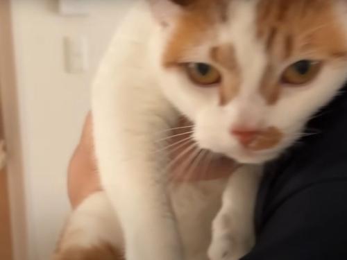 運ばれる猫