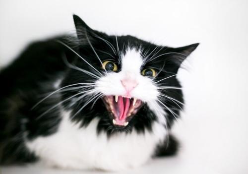 シャーする猫
