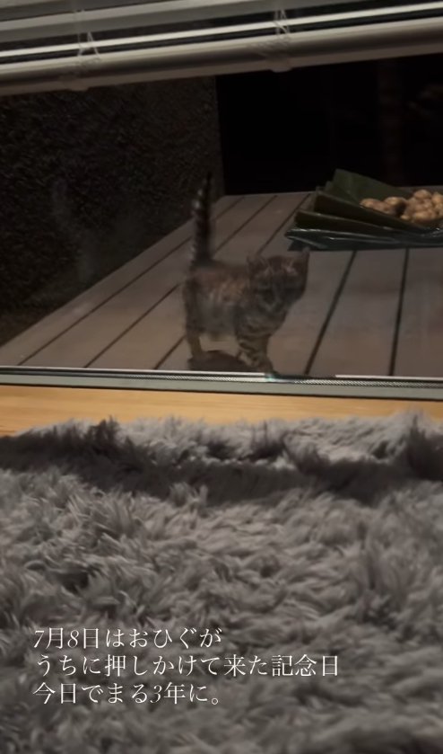 家の中を外から眺める子猫(窓中央)