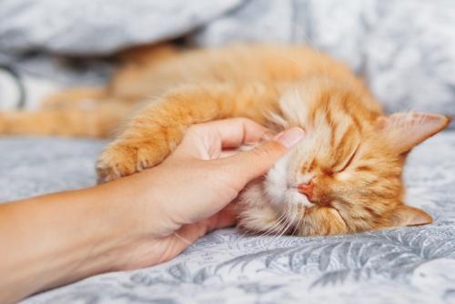 猫を撫でる
