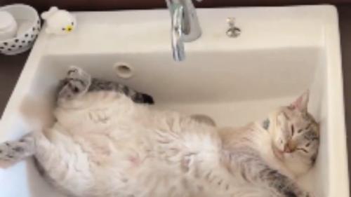 洗面台にいる猫
