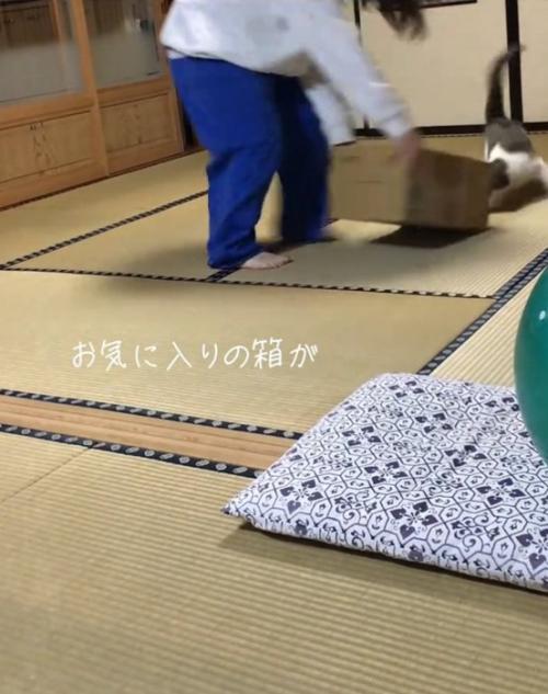 追いかける猫