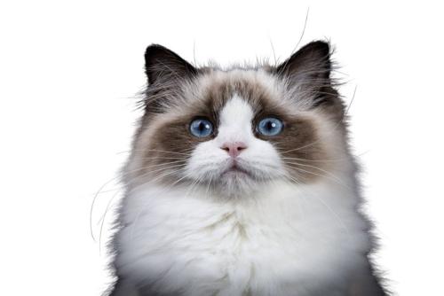 カメラ目線の猫