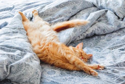 眠っている猫