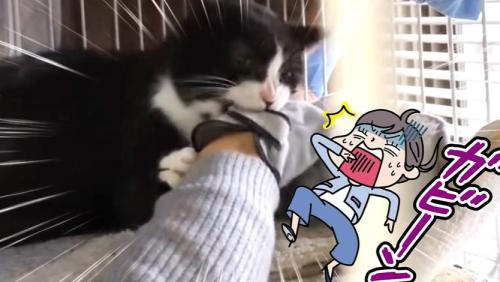 噛む猫