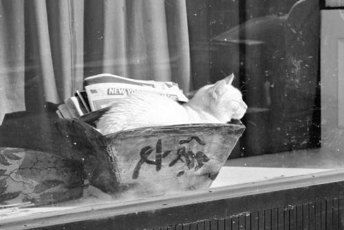 ニューヨークの建物の窓辺にいる猫