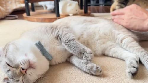 寝ている猫