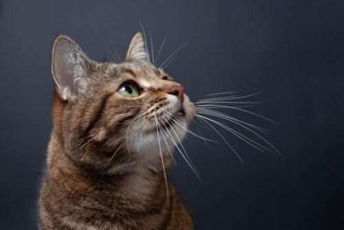 上を見る猫