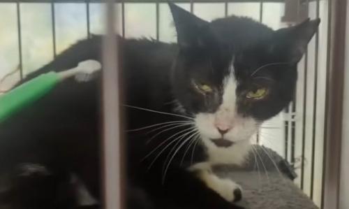 睨む猫