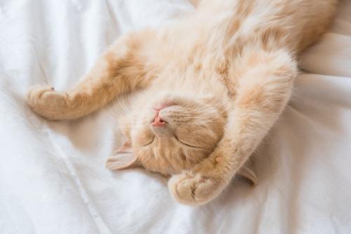 バンザイして寝る猫