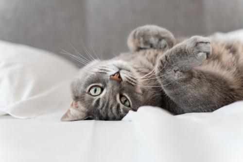 コチラを見る猫