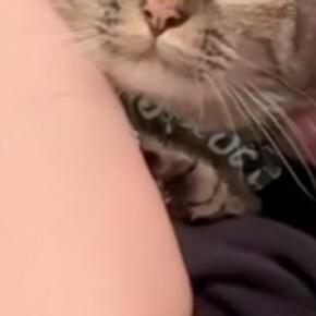飼い主さんに抱きしめられている猫→『表情』を見てみたら……思わず吹き出す光景が25万再生「捕まってるww」「悟り開いてて笑った」