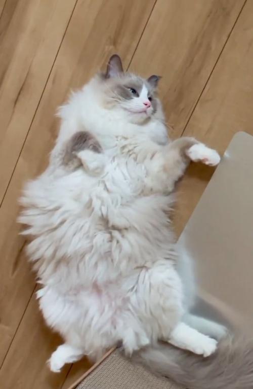 仰向けになる猫