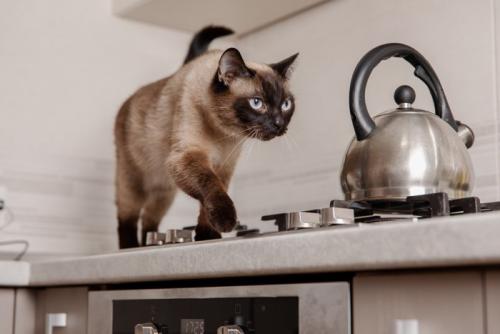 コンロの上を歩く猫