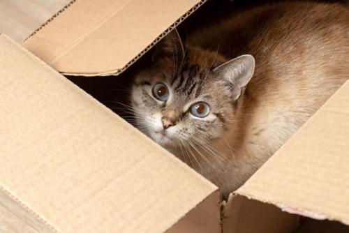 段ボールの中の猫