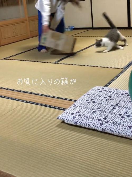 走り回る猫