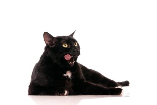 エンジェルマークの黒猫