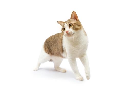 黄色っぽいキジシロ猫