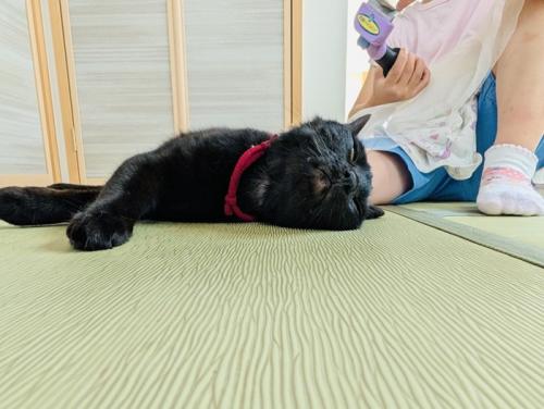 女の子にブラッシングされる黒猫