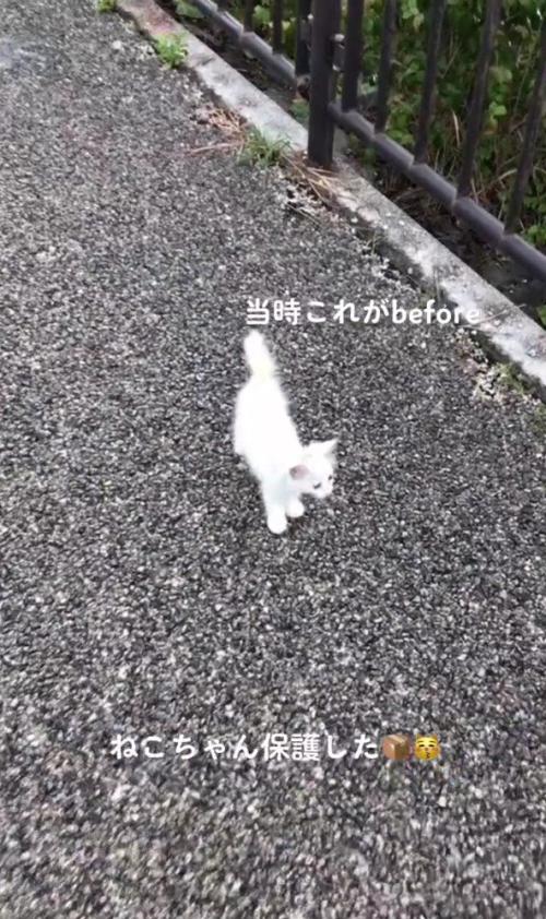 道ばたの白猫