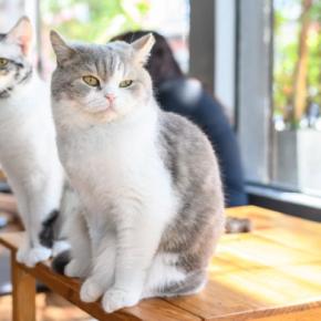 ステキな名前がつけられた『猫の顔まわりの模様』4選 トラ猫の額の“M”、なんていうか知ってますか?