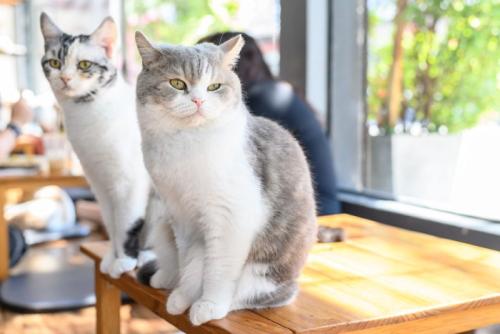 2匹の猫