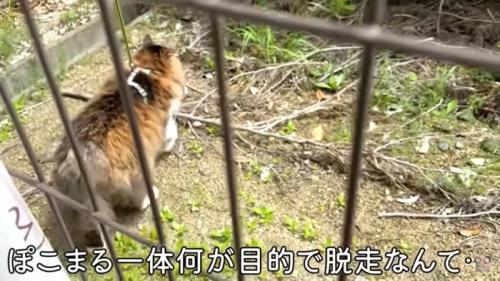 柵の向こう側へ行く猫