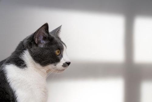 ひげ模様の猫