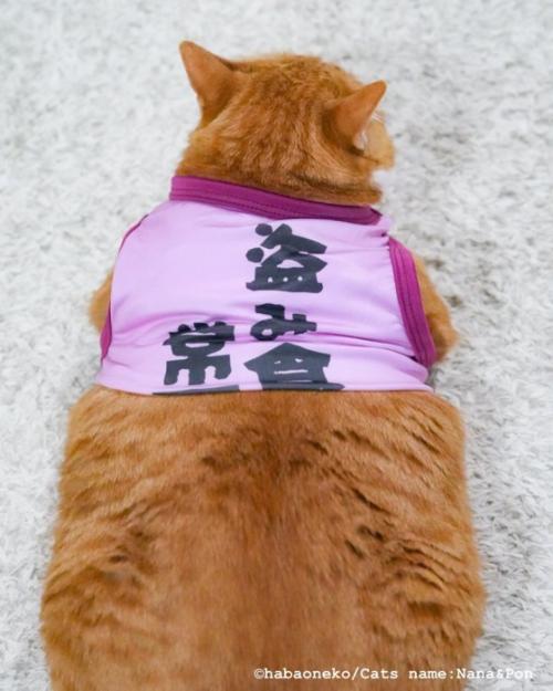 服を着た猫