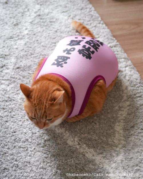服を着た猫