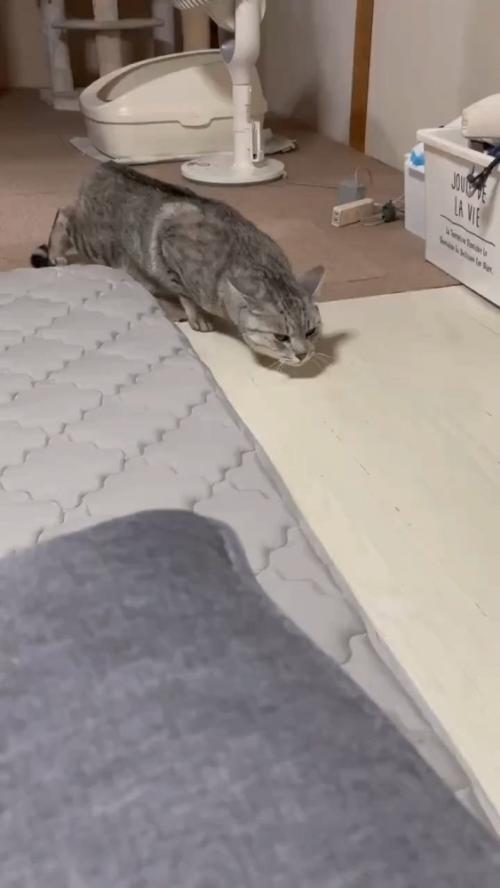 体を低くする猫