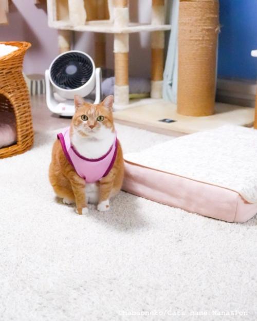 服を着た猫