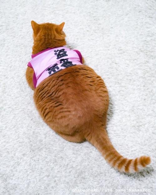 服を着た猫