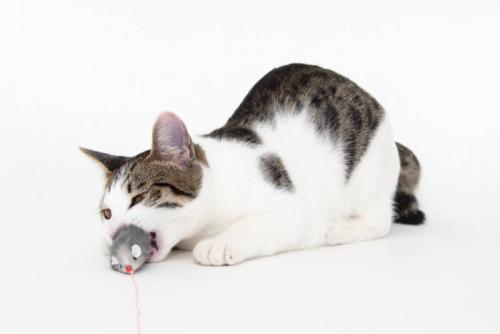 ねずみのおもちゃに噛みつく猫
