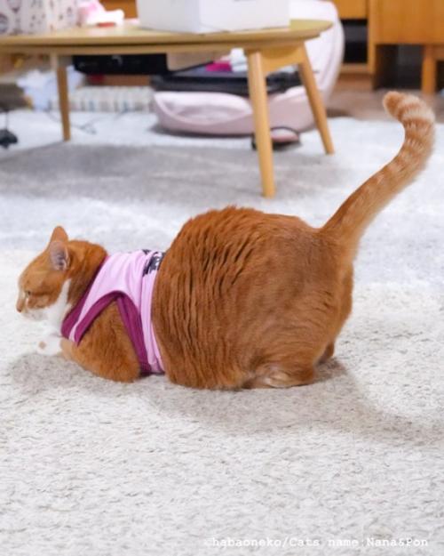 服を着た猫