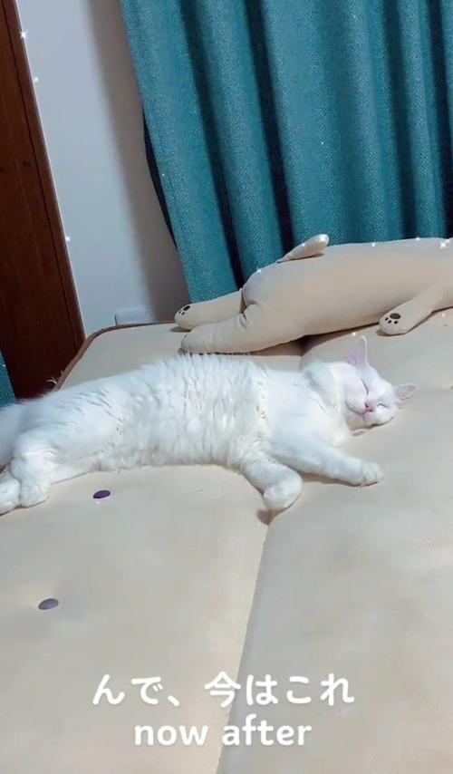 寝ている白猫