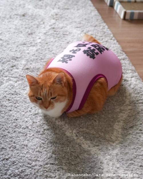 服を着た猫